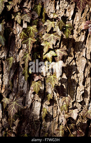 Foglie d'edera sulla corteccia di albero, scuro sbiadito vecchio fogliame dopo l'inverno, lascia nella soleggiata inizio giornata di primavera, natura closeup in verticale... Foto Stock