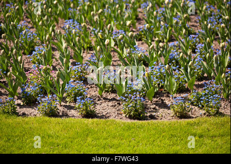 Giardino ornamentale di biancheria da letto di fiori blu di Dimenticare me not e tulipani gemme blu brillante di piante fiorite con vibrante foglie verdi Foto Stock