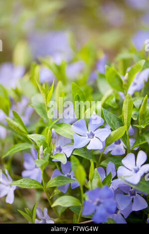 Vinca fiori closeup, famiglia Apocynaceae pervinca o mirto violetto brillante viola piante fiorite con vibrante foglie verdi Foto Stock