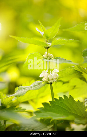 Lamium album infiorescenza bianco, la medicina di erbe fioritura pianta perenne nella famiglia Lippenblütler, chiamato white ortica... Foto Stock