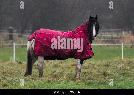 Cavallo Wet Farm a Southport, Merseyside, cavalli in un campo allagato. Piogge intense e persistenti per spazzare la regione, con ulteriori forti precipitazioni attese su terreni già bagnati dalla pioggia e allagati. I cavalli possono bagnarsi e raffreddarsi, in particolare i tipi di purosangue con cappotti più sottili, anche se questo animale, e altri nelle vicinanze, indossano giacche trapuntate. L'RPSC consiglia ai proprietari di mettere la sabbia o la paglia in modo che abbiano un posto asciutto dove sdraiarsi o, come ultima risorsa, i proprietari potrebbero dover prendere in considerazione la possibilità di spostare i loro cavalli nella livrea. Foto Stock