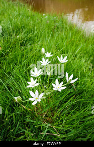 Comune di Stella di Betlemme (Ornithogalum umbellatum) fiori crescono in una patch di erba Foto Stock