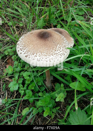 Macrolepiota Procera Parasol funghi nel campo Foto Stock