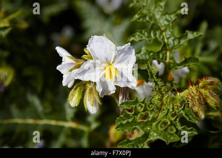Solanum sisymbriifolium,comunemente noto come sticky nightshade, litchi pomodoro, del fuoco e del ghiaccio impianto,dettagli delle piante e dei fiori Foto Stock
