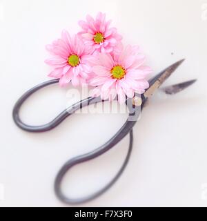 Forbici con tre fiori Foto Stock