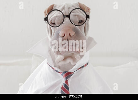 Shar Pei cane vestito di occhiali, una camicia e cravatta come un uomo di affari Foto Stock