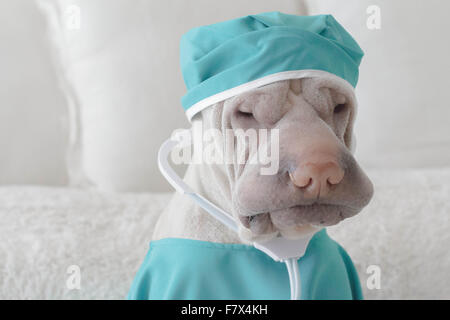 Shar Pei cane vestito come un chirurgo Foto Stock