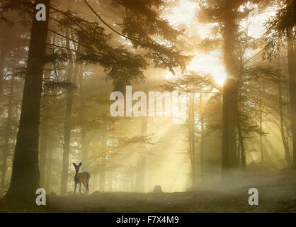 Deer in piedi nella foresta con la luce del sole raggiante attraverso gli alberi, Molsheim, Alsazia, Francia Foto Stock