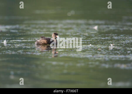 I capretti Tuffetto / Zwergtaucher ( Tachybaptus ruficollis ), per questo piccolo uccello tipico, nutriente tratto d'acqua. Foto Stock