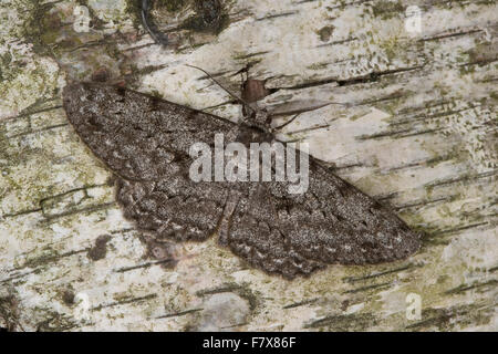 Grande Quercia bellezza, maschio, Großer Eichenspanner, Männchen, Hypomecis roboraria, Boarmia roboraria, CHIAVE Foto Stock