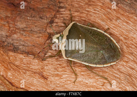 Southern green stink bug, vegetali verdi, bug meridionale Shieldbug verde, Grüne Reiswanze, Südliche Stinkwanze, Nezara viridula Foto Stock