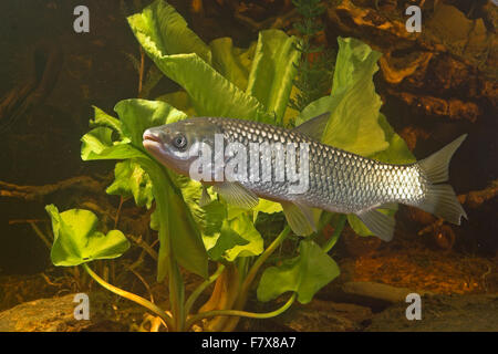 Carpa di erba, Graskarpfen, Grasfisch, Gras-Karpfen, Gras-Fisch, Weißer Amur, Amurkarpfen, Amur-Karpfen, Ctenopharyngodon idella Foto Stock