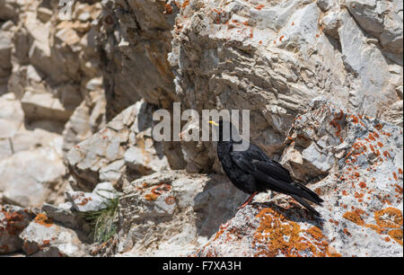 Gracchio alpino, Pyrrhocorax graculus, seduto su una roccia a Selva di Val Gardena, Italia Foto Stock
