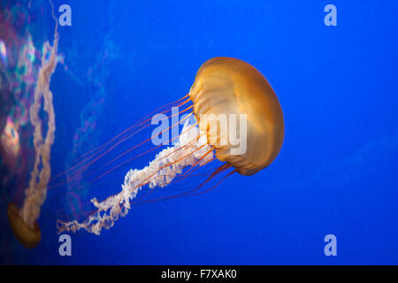 Chrysaora fuscescens (mare pacifico ortica) in un acquario al Shaw Ocean Discovery Center di Sidney, British Columbia, Canada. Foto Stock