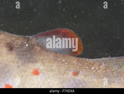 La trota marrone (Salmo trutta fario) capretti, close-up di tessuto adiposo fin, Norfolk, Inghilterra, Ottobre Foto Stock