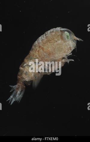 Big-eyed Amphipod (Hyperia galba) adulto, presi dalle meduse, Dorset, Inghilterra, Giugno (prigioniero) Foto Stock
