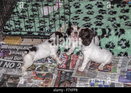 English Springer Spaniel cuccioli - 4 settimane di età. Foto Stock