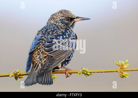 Comuni / Starling stelle ( Sturnus vulgaris ) in un meraviglioso abito di allevamento, bianco screziato piumaggio si siede su un ramo sottile. Foto Stock