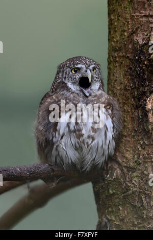 Adulto pigmeo eurasiatico Owl / Gufo pigmeo / Sperlingskauz ( Glaucidium passerinum ) con il suo becco aperto. Foto Stock
