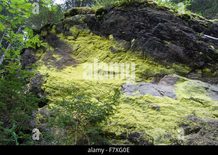 La polvere di zolfo lichen, Schwefelflechte, Schwefel-Flechte, Gelbe Staubflechte, Chrysothrix chlorina, Lepraria chlorina Foto Stock