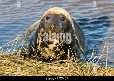 Le foche grigie a Donna Nook, Lincolnshire settentrionale, in Inghilterra nel novembre del 2015, durante l allevamento e la stagione di accoppiamento Foto Stock