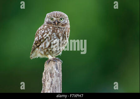 Piccolo gufo, Athene noctua, Bassa Sassonia, Germania Foto Stock