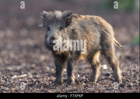 Il cinghiale Sus scrofa, Foresta Turingia, Bassa Sassonia, Germania Foto Stock