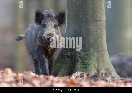 Il cinghiale Sus scrofa, Foresta Turingia, Bassa Sassonia, Germania Foto Stock