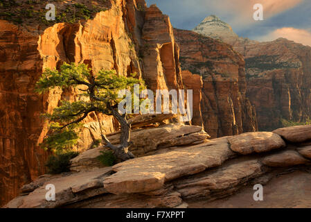 Pino al tramonto. Canyon Overlook. Parco Nazionale di Zion, Utah Foto Stock