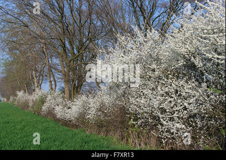 Blooming prugnolo hedge (Prunus spinosa, Oldenburger Münsterland, Bassa Sassonia, Germania Foto Stock