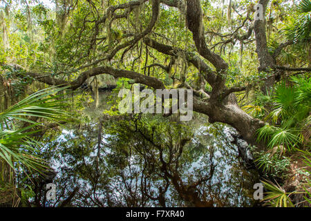 Sud Creek a Oscar Scherer parco dello stato in Nokomis Florida Foto Stock