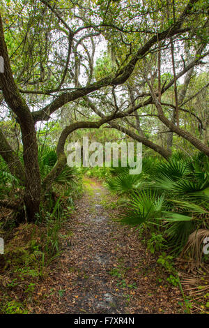 Percorsi a piedi anche se i legni tropicali in Oscar Scherer parco dello stato in Nokomis Florida Foto Stock