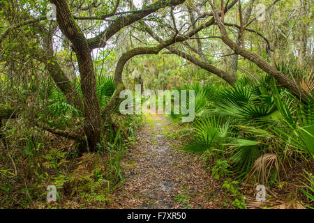 Percorsi a piedi anche se i legni tropicali in Oscar Scherer parco dello stato in Nokomis Florida Foto Stock