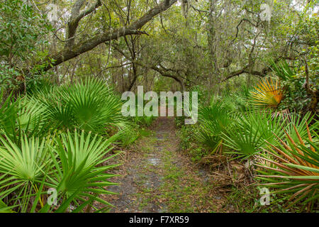 Percorsi a piedi anche se i legni tropicali in Oscar Scherer parco dello stato in Nokomis Florida Foto Stock