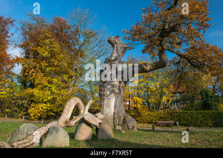 Anni 1000 quercia, dötlingen, oldenburg distretto, Bassa Sassonia, Germania Foto Stock