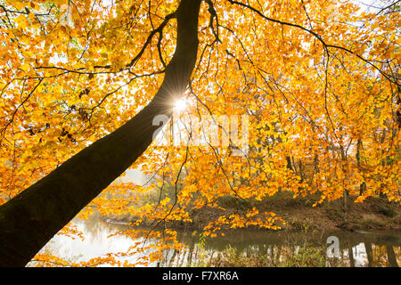 Luce in foglie autunnali al fiume Hunte vicino doetlingen, oldenburg distretto, Bassa Sassonia, Germania Foto Stock