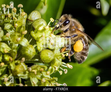 Honeybee Apis mellifera con piena i sacchetti di polline alimentazione su Ivy fiori REGNO UNITO Foto Stock