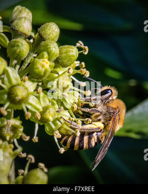 Ivy Bee Colletes hederae - una specie di minatore solitario bee - alimentazione sul fiore di edera Hedera helix Foto Stock