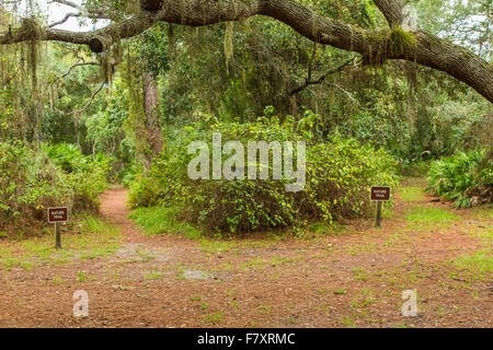 Percorsi a piedi anche se i legni tropicali in Oscar Scherer parco dello stato in Nokomis Florida Foto Stock