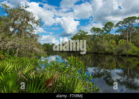 Sud Creek a Oscar Scherer parco dello stato in Nokomis Florida Foto Stock