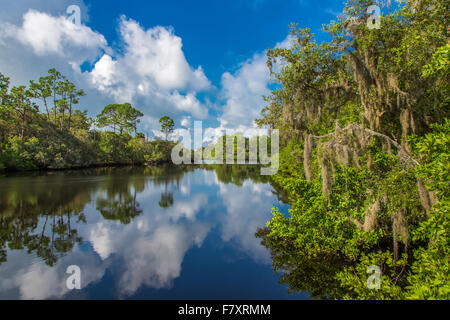 Sud Creek a Oscar Scherer parco dello stato in Nokomis Florida Foto Stock