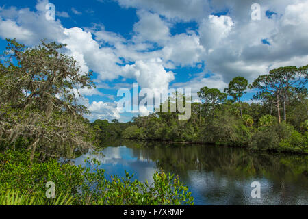 Sud Creek a Oscar Scherer parco dello stato in Nokomis Florida Foto Stock