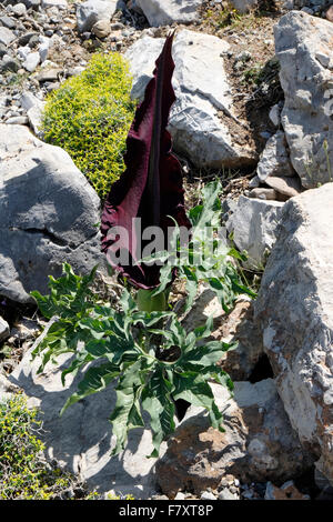 Dragon Arum o il grande drago, Dracunculus vulgaris, Creta orientale. Foto Stock