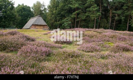 Heathlands, pestruper gräberfeld, wildeshausen, Bassa Sassonia, Germania Foto Stock