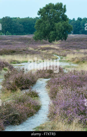 Percorso attraverso brughiere, pestruper gräberfeld, wildeshausen, Bassa Sassonia, Germania Foto Stock