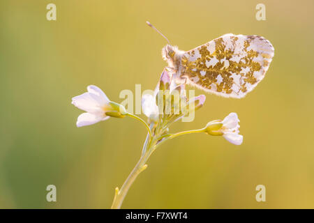 Orange punta sul fiore cuculo, anthocharis cardamines Foto Stock