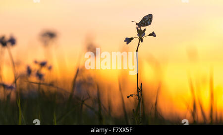 Orange punta sul fiore cuculo, anthocharis cardamines Foto Stock