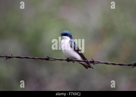 Tree swallow appollaiato sul filo in Alberta Canada Foto Stock