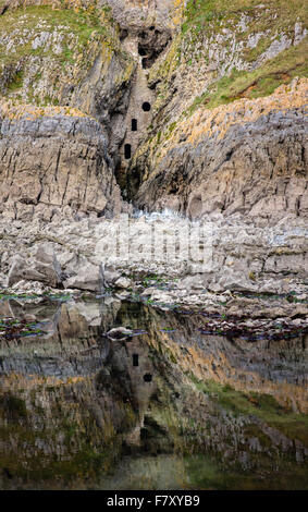 Culver foro a colombaia storico costruito in scogliere vicino a Port Eynon sulla Penisola di Gower nel South Wales UK Foto Stock