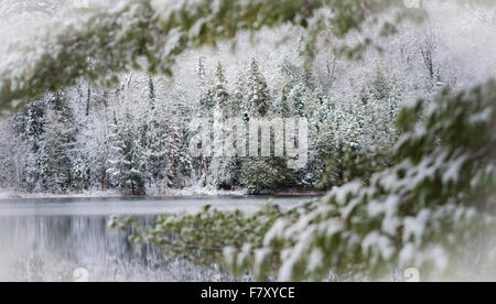 Arriva l'inverno con circospezione. Una spolverata di neve sui pini sempreverdi in novembre, waterfront foresta con defocalizzazione fronda in primo piano. Foto Stock